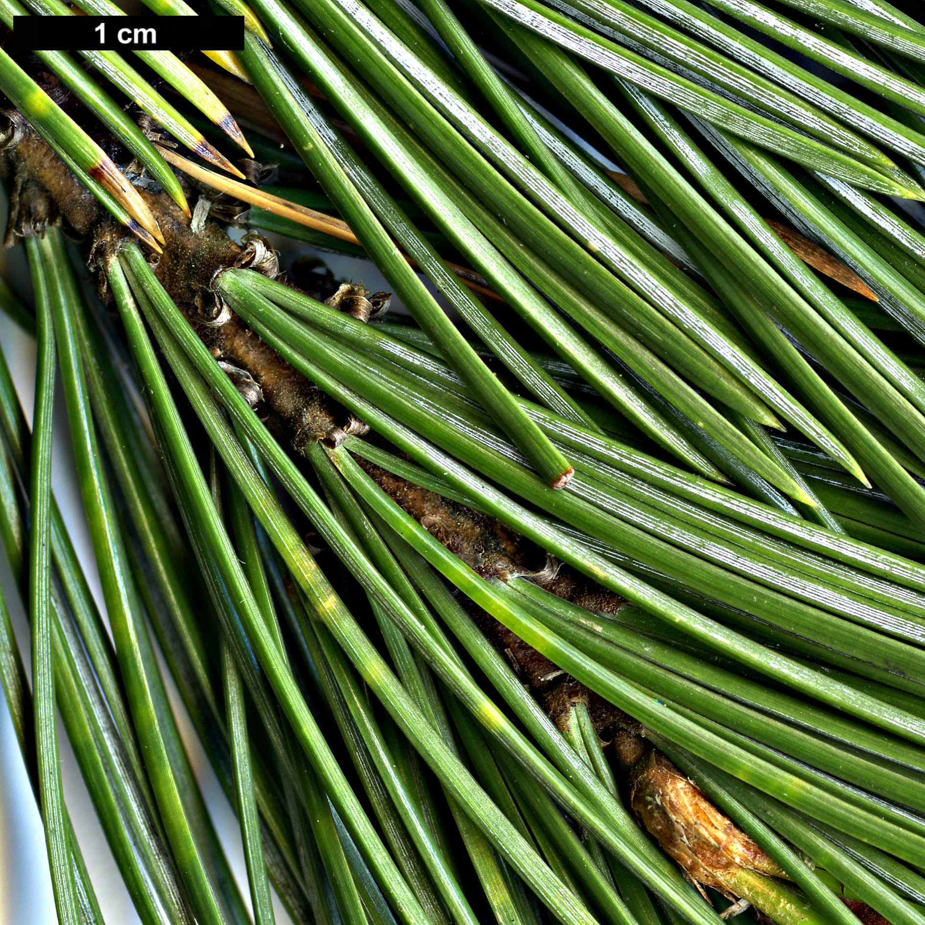 High resolution image: Family: Pinaceae - Genus: Pinus - Taxon: balfouriana - SpeciesSub: subsp. austrina